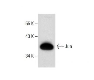 Jun Antibody (G-7) - Western Blotting - Image 306576