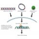 JNK2 siRNA and shRNA Plasmids (bovine) - RNAi-directed mRNA Cleavage 