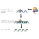 JNK2 siRNA and shRNA Plasmids (bovine) - siRNA binds RISC (RNA-induced silencing complex) 