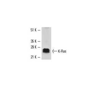 KRAS Antibody (F234) - Western Blotting - Image 4199 