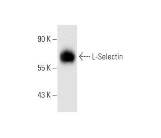 L-Selectin/CD62L/SELL Antibody (lam1-116) - Western Blotting - Image 66984 