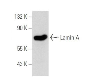 Lamin A Antibody (4A58) - Western Blotting - Image 72555