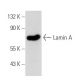 Lamin A Antibody (4A58) - Western Blotting - Image 72555