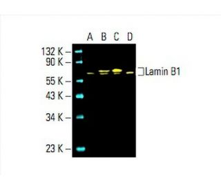 Lamin B1 Antibody (B-10) - Western Blotting - Image 392766 