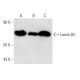 Lamin B2 Antibody (X223) - Western Blotting - Image 14360 