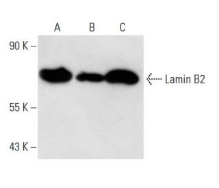 Lamin B2 Antibody (X223) - Western Blotting - Image 14360 