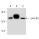 Lamin B2 Antibody (X223) - Western Blotting - Image 48409