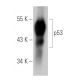 p53 Antibody (E-5) - Western Blotting - Image 30295