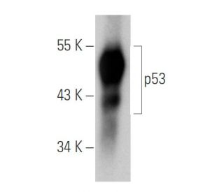 p53 Antibody (E-5) - Western Blotting - Image 30295