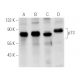 p73 Antibody (E-4) - Western Blotting - Image 27 