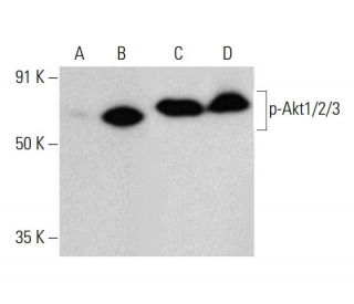 p-Akt1/2/3 Antibody (B-5) - Western Blotting - Image 376860 