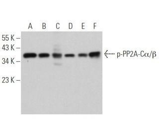 Sc 271903 PE p PP2A C F 8 PE Clinisciences