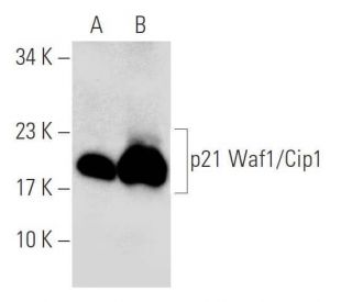 Waf1/Cip1/CDKN1A p21 Antibody (F-5) - Western Blotting - Image 139532 