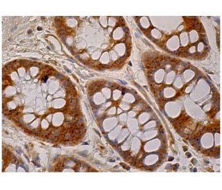 PTP-MEG2 Antibody (D-5) - Immunohistochemistry - Image 160001 