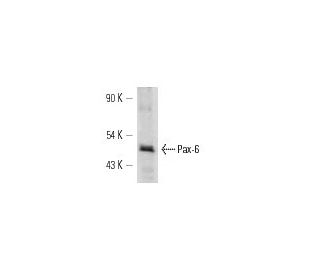 Pax-6 Antibody (AD1.5) - Western Blotting - Image 12733 