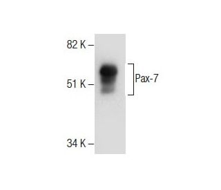 Pax-7 Antibody (PAX7) - Western Blotting - Image 285108 