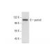 period Antibody (H-3) - Western Blotting - Image 304510