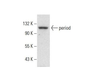 period Antibody (H-3) - Western Blotting - Image 304510