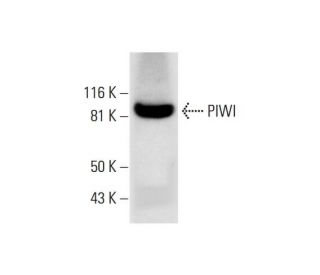 PIWI Antibody (G-1) - Western Blotting - Image 291843