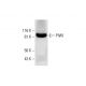 PIWI Antibody (G-1) - Western Blotting - Image 291843