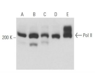 Pol II Antibody (8WG16) - Western Blotting - Image 17625 