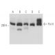 Pol II Antibody (8WG16) - Western Blotting - Image 17625 