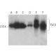 Pol II Antibody (8WG16) - Western Blotting - Image 392889