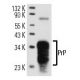 PrP Antibody (6G3) - Western Blotting - Image 13946 