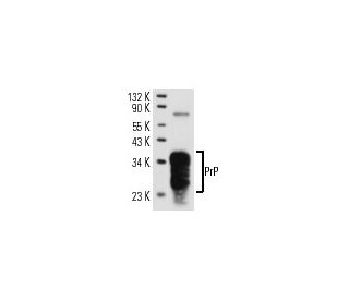 PrP Antibody (6G3) - Western Blotting - Image 13946 