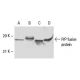 PrP Antibody (6G3) - Western Blotting - Image 47940