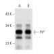 PrP Antibody (AH6) - Western Blotting - Image 19289