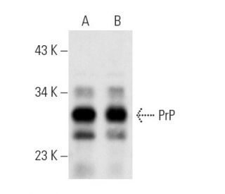 PrP Antibody (AH6) - Western Blotting - Image 19289