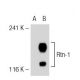 Rtn-1/2 Antibody (RNL-2) - Western Blotting - Image 39234