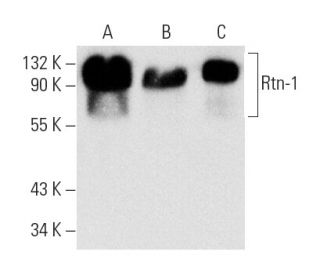 Rtn-1A Antibody (Mon 160) - Western Blotting - Image 4520 