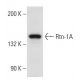 Rtn-1A Antibody (MON161) - Western Blotting - Image 14638 