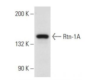 Rtn-1A Antibody (MON161) - Western Blotting - Image 14638 