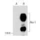 Rtn-1A Antibody (MON162) - Western Blotting - Image 39238