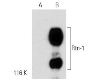 Rtn-1A Antibody (MON162) - Western Blotting - Image 39238