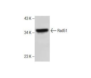 Rad51 Antibody (G-5) - Western Blotting - Image 164094 