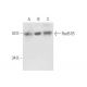 Rad51B Antibody (1E11/6) - Western Blotting - Image 57857