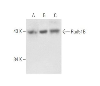 Rad51B Antibody (1E11/6) - Western Blotting - Image 57857