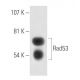 Rad53 Antibody (B-6) - Western Blotting - Image 15687