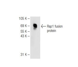 Rap1 Antibody (A-8) - Western Blotting - Image 82636