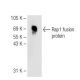 Rap1 Antibody (A-8) - Western Blotting - Image 82636