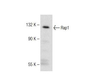 Rap1 Antibody (G-7) - Western Blotting - Image 149669