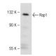 Rap1 Antibody (G-7) - Western Blotting - Image 149669