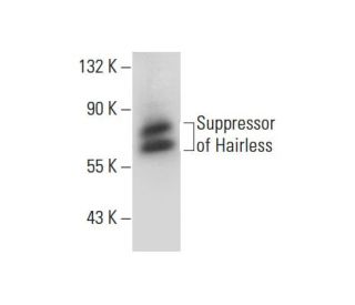 Suppressor of Hairless Antibody (C-9) - Western Blotting - Image 304514