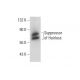 Suppressor of Hairless Antibody (C-9) - Western Blotting - Image 304514