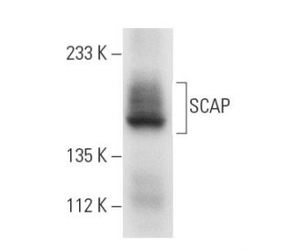 SCAP Antibody (9D5) - Western Blotting - Image 3778