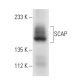 SCAP Antibody (9D5) - Western Blotting - Image 3778